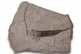 Fossil Eocrinoid (Ascocystites) - El Kaid Rami, Morocco #305147-1